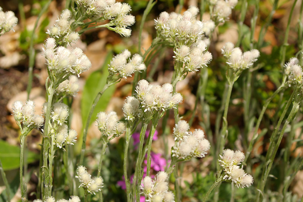 Antennaria dioica / Zampa di gatto